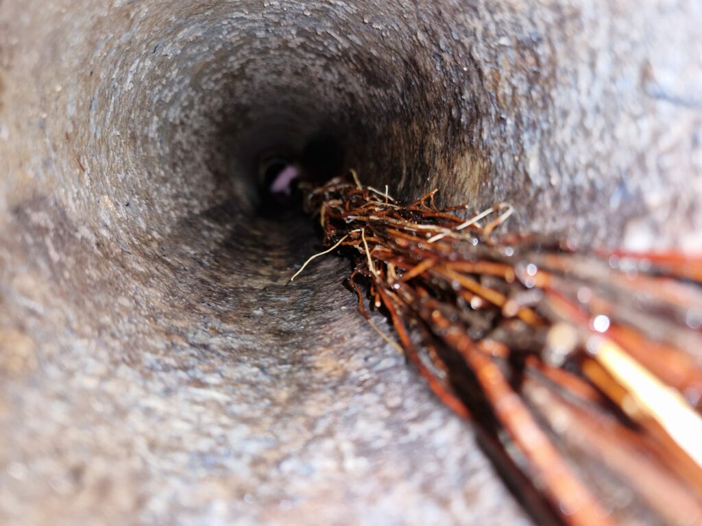 racines d'arbres dans une canalisation à Vitrolles